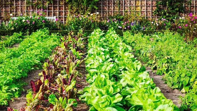 Parallel rows of vibrant lettuce and red-leaf vegetables growing in a traditional row garden, with flowering plants in the background against a brick wall.
