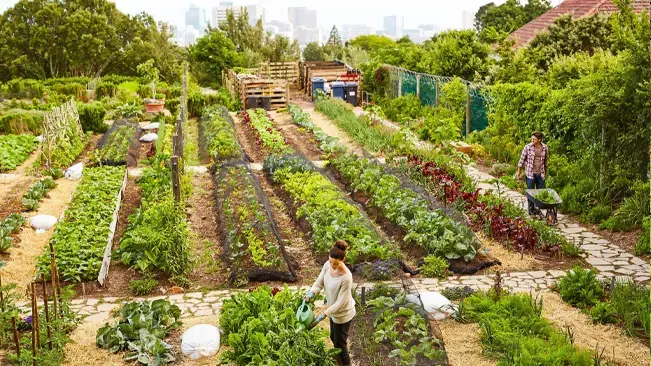  bustling homestead garden with people tending to long, orderly rows of various vegetables, with a backdrop of a city skyline.