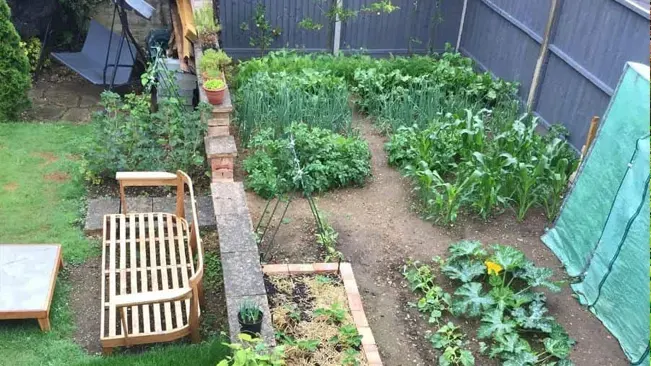 A small, in-ground garden with various vegetables planted in organized sections, bordered by bricks, in a residential backyard with a wooden bench and privacy fence.