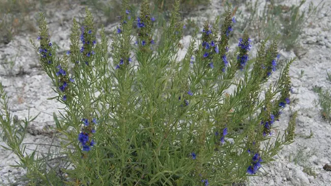 Hyssopus cretaceus growing on rocky, chalky soil, showcasing vibrant blue flowers amid green, needle-like foliage.