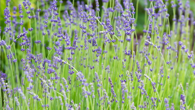 Tall stems of English lavender with purple flowers in full bloom.