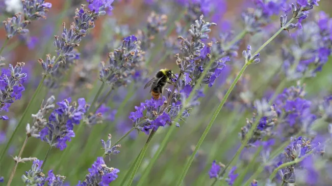 A bumblebee collecting nectar from the purple flowers of an English lavender plant.
