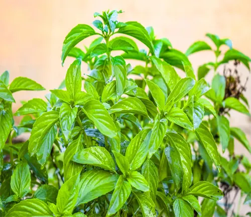 Lush green Holy Basil plant with vibrant leaves, indicating a healthy and well-maintained herb.
