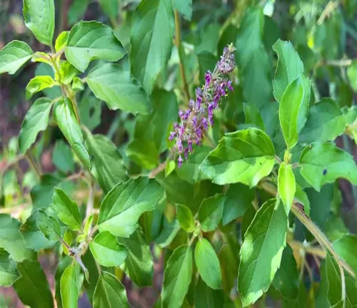 A sprig of Holy Basil with vibrant green leaves and a delicate spike of purple flowers, showcasing the plant's healthy growth.