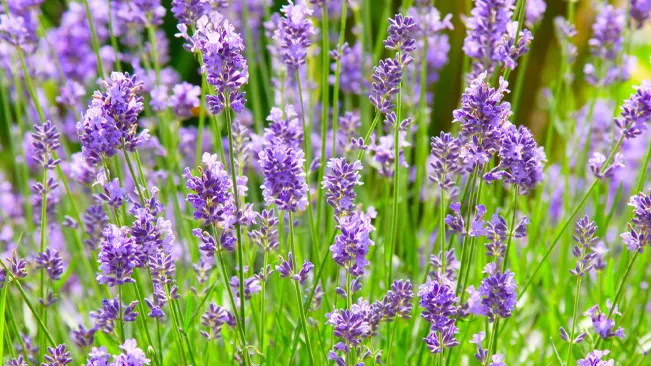 Vibrant English lavender plants with dense purple flowers in a lush garden.