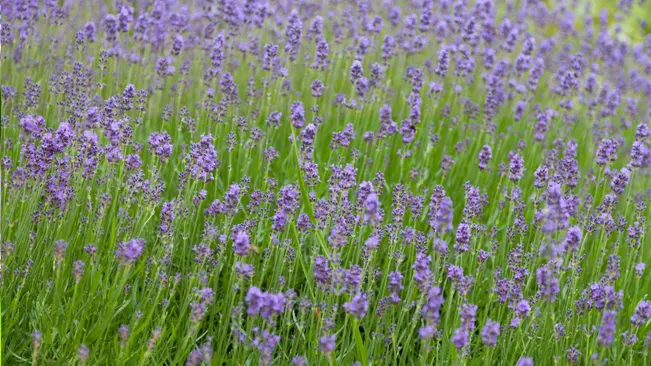 A field of English lavender showcasing a sea of delicate purple flowers atop green stems.