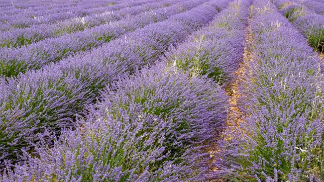 Rows of blooming English lavender forming a purple landscape with a path dividing the field.