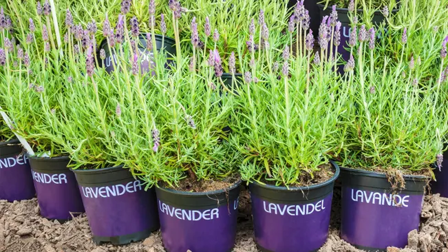 English lavender plants in bloom, potted in purple containers labeled "Lavender" on a garden center display.