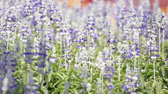 Field of blooming lavender with a mix of Lavandula angustifolia 'Alba' showcasing white flowers amidst traditional purple lavender varieties.