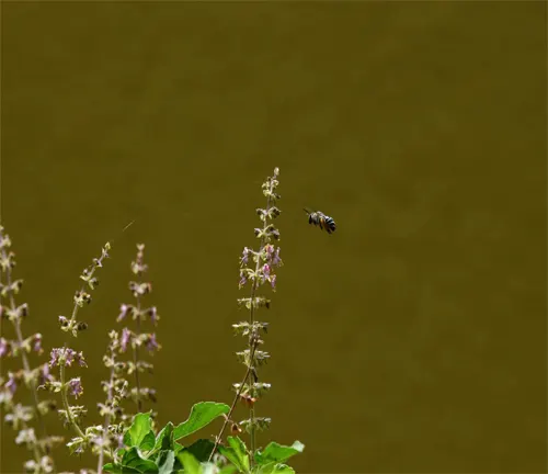 A bee hovering near the delicate purple flowers of a Holy Basil plant.