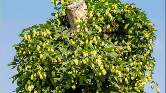 A robust common hops plant overgrowing a wooden post, laden with ripe hop cones ready for harvest.