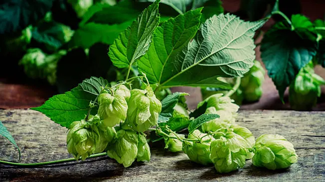 Fresh common hops cones with leaves on a wooden surface, highlighting the intricate details and textures of the hop plant.