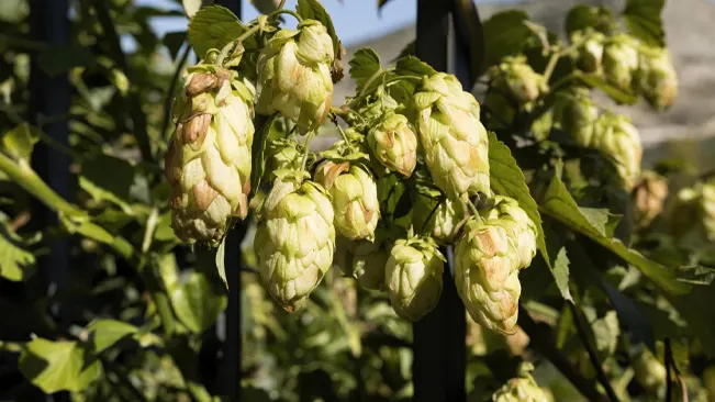 Hop cones hanging from the vine in sunlight, with dark metal support in the background, showcasing the ripening process of the common hops plant.