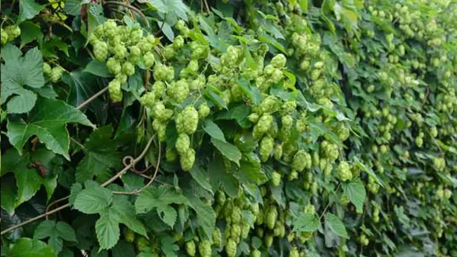 Dense clusters of hop cones amid vibrant green foliage on a hop farm, illustrating the abundance of the common hops plant.