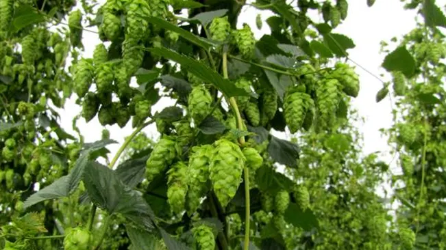Lush hop vines showcasing ripe cones, which serve as shelter and habitat for various small animals and beneficial insects in the ecosystem.