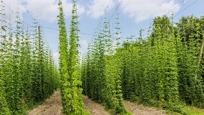 Tall hop plants growing in neat rows on a farm, supported by trellis systems for optimal growth and ease of harvest, demonstrating effective cultivation practices for hop preservation.