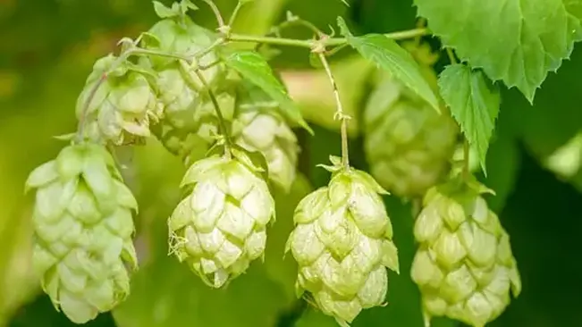 A cluster of Humulus lupulus 'Cascade' hop cones, showcasing their green, papery texture against a backdrop of lush leaves.