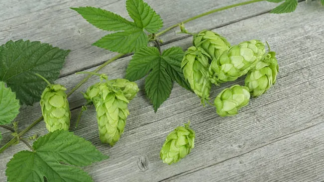 Fresh Humulus lupulus 'Centennial' hop cones and leaves on a rustic wooden background, characteristic of this key brewing ingredient.