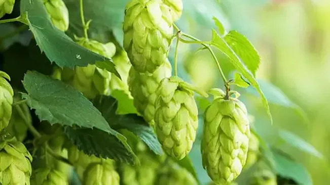 Vibrant green Humulus lupulus 'Chinook' hop cones among leaves, indicative of the variety's use for aromatic and bittering qualities in brewing.