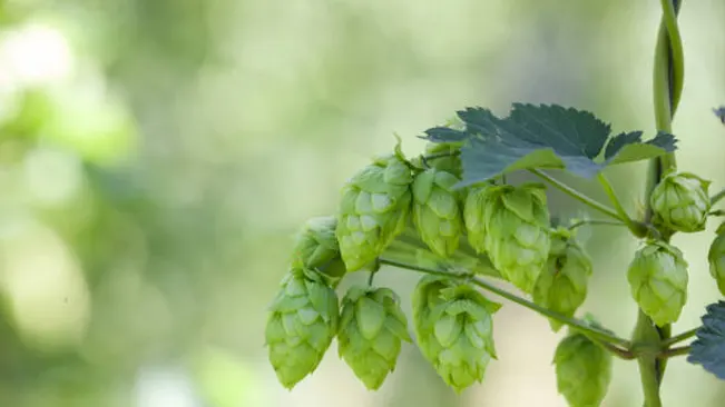 Hop cones from Humulus lupulus 'Fuggle' gently hanging from the vine, showcasing their distinctive light green color amidst the soft focus of green foliage.