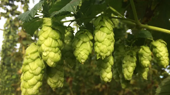 Clusters of ripe Humulus lupulus 'Goldings' hops hanging from the bine, ready for harvest, with a background of greenery.