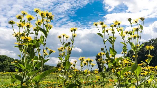 Elecampane plant with tall, yellow flowers against the sky.