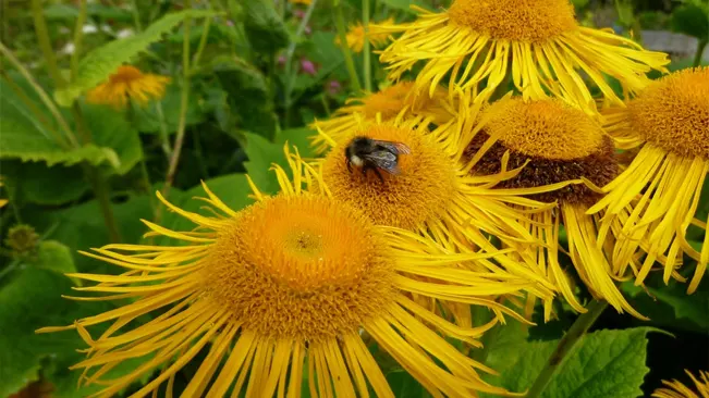 Elecampane plant attracting bees with its vibrant yellow flowers.