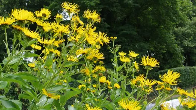 Elecampane plant standing tall against a backdrop of green woods.