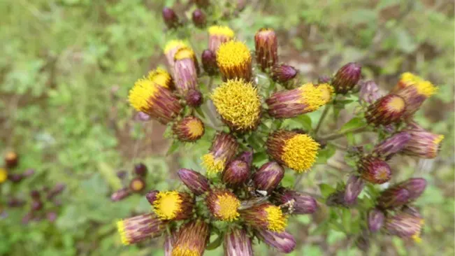 aromatic, perennial, yellow-flowered Inula conyzae