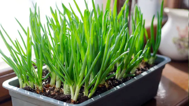 Chives plant growing in a container, showcasing the botanical beauty of its lush green stalks.