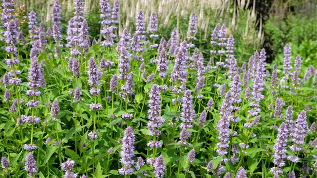 A group of hyssop plants with upright purple flower spikes and lush green foliage in full bloom, indicative of peak growing season.