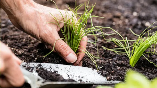 A person's hand planting chives in soil, representing active cultivation and conservation of the herb.
