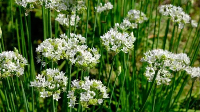 Giant Siberian Chives with tall green stems and clusters of white blossoms, used both ornamentally and in cooking.