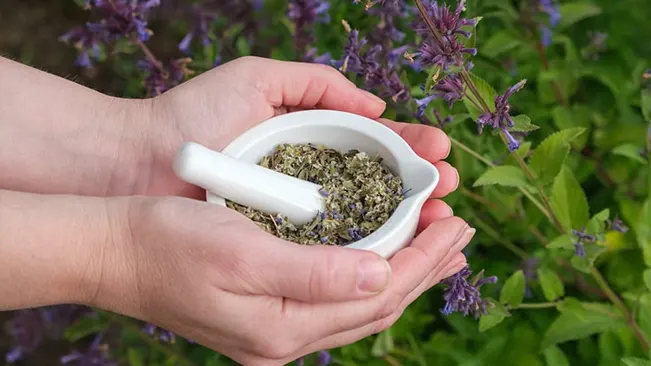 Hands holding a white mortar and pestle with crushed hyssop leaves, with blooming hyssop plants in the background.