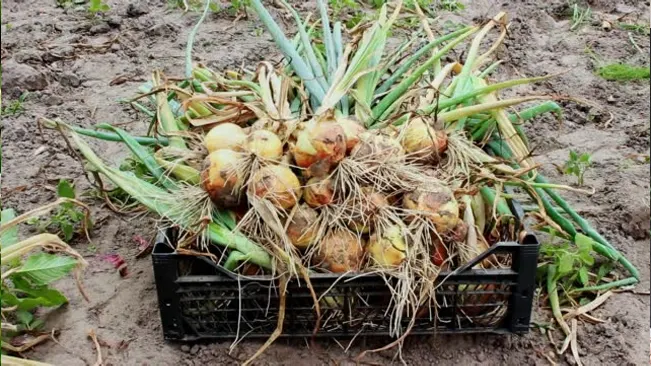 Harvested Garlic Chives with bulbs and foliage in a crate on the soil, reflecting common agricultural practices.