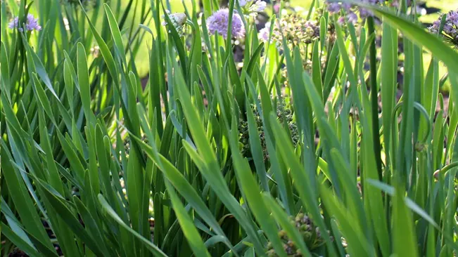 Lush Siberian Garlic Chives with tall green blades and purple flowers, highlighting their garden appeal.
