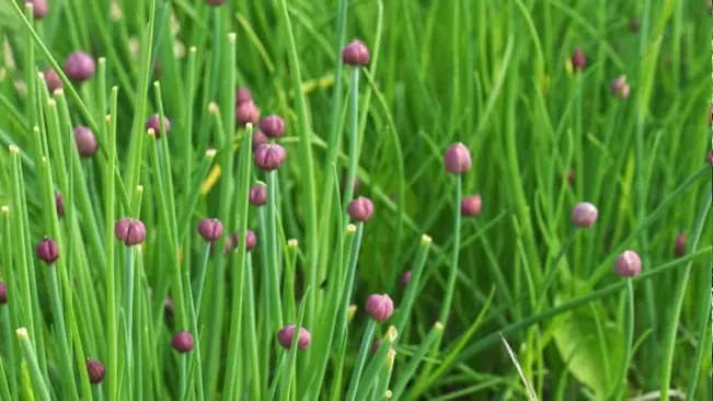 Wild chives with slender green stems and budding purple flowers, showcasing their natural state.