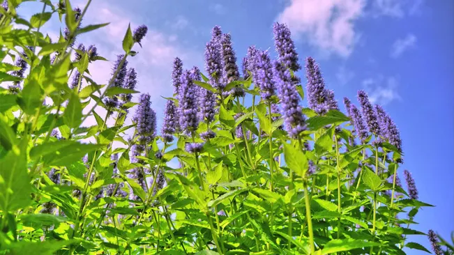 Tall hyssop plants with purple flowers against a blue sky with wispy clouds.