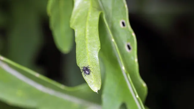 Close-up of an arugula leaf with a small insect, highlighting the plant's role in supporting garden ecology.