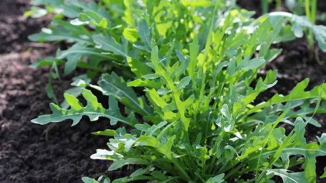 Arugula plant with deeply lobed leaves growing in well-maintained soil, indicative of its contribution to soil health.
