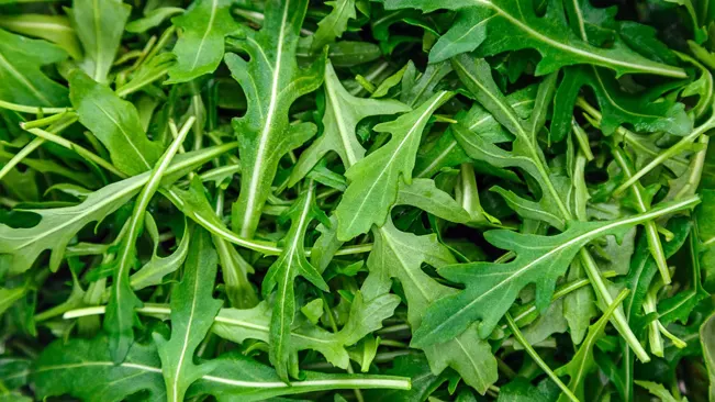 Fresh arugula leaves close-up, conveying the plant's peppery fragrance and vibrant texture.