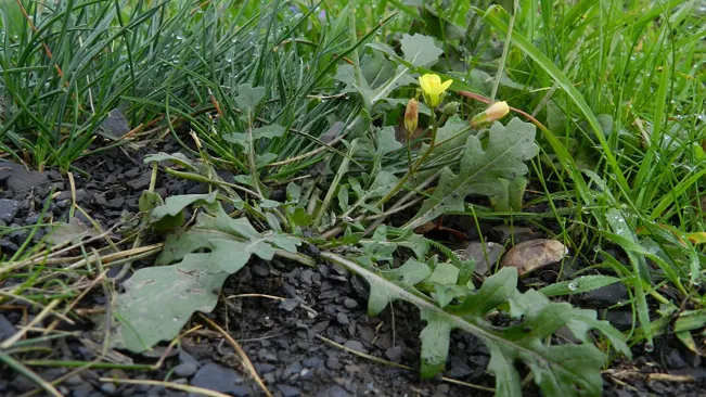 Annual wall rocket, growing low to the ground with yellow flowers among grass and gravel.