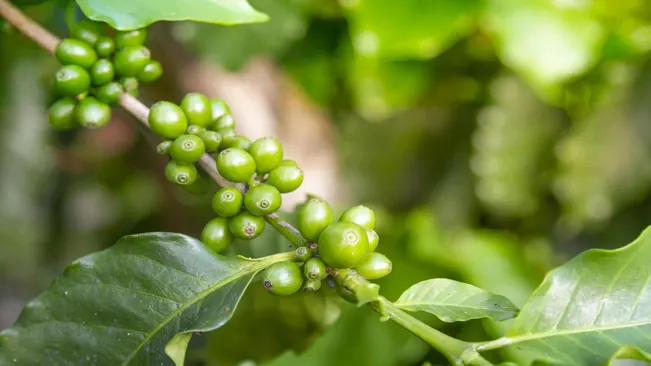 Formation of Coffee Cherries