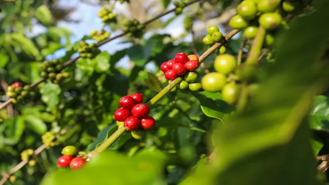 Coffea canephora (Robusta)