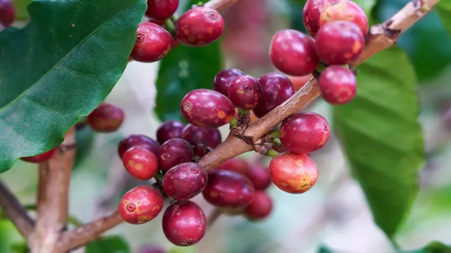 ripe coffee beans
