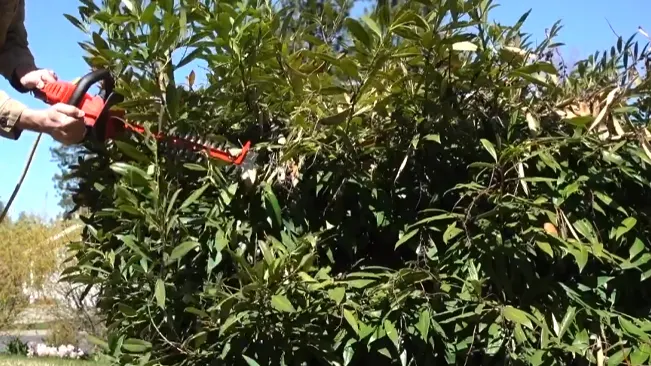 Person trimming green bushes with a red hedge trimmer