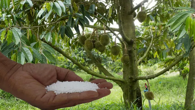 Fertilizing Durian Trees