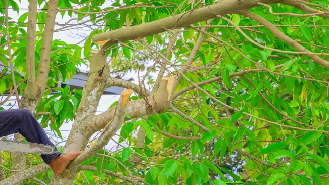 Pruning Durian Trees