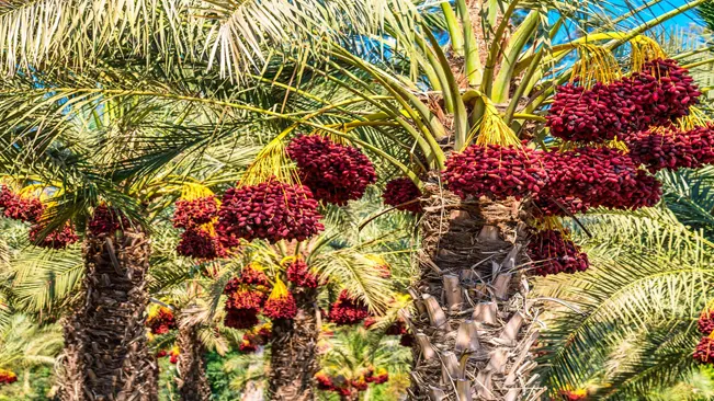 How to Grow Date Palm Tree
