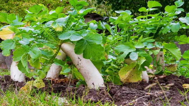 Daikon radishes are generally ready to harvest when the tops of their roots start to protrude above the soil surface
